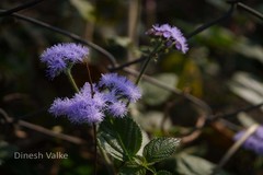 Ageratum houstonianum